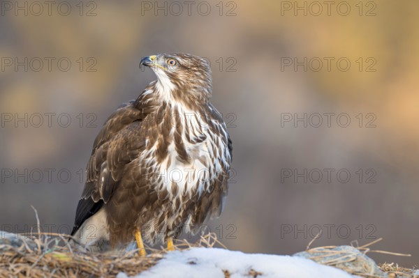 Common buzzard (Buteo buteo) sitting on the ground in winter, Terfens, Tyrol, Austria