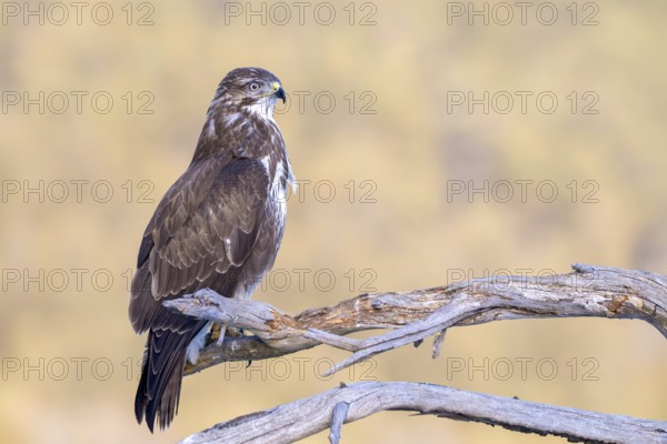 Common buzzard (Buteo buteo) sitting on a branch, Terfens, Tyrol, Austria