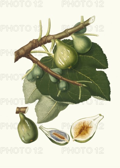 Fico Dottato, one of Italy's most famous and appreciated fig varieties. It is a type of real fig, authentic, digitally restored reproduction from a 19th century model, exact date of presentation unknown, historical