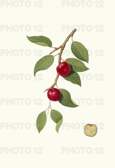 Myrobalane, Prunus cerasifera, often also cherry plum, wild mirabelle, authentic, digitally restored reproduction from a 19th century model, exact date of depiction unknown, historical