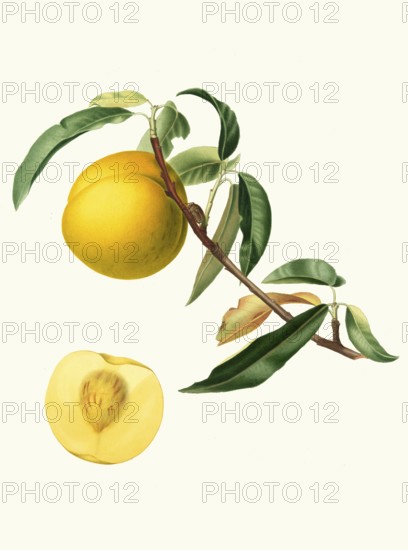 Persica Julodermis cotonea, peach, authentic, digitally restored reproduction from a 19th century original, exact date of depiction unknown, historical