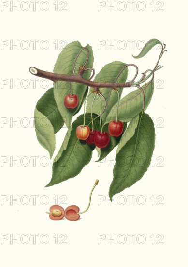 Cerasus cordiformis duracinai, a variety of cartilaginous cherry, authentic, digitally restored reproduction from a 19th century model, exact date of presentation unknown, historical