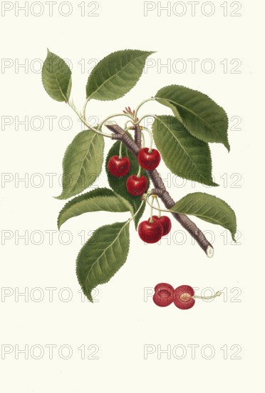 Cerasus visciola, special type of sour cherry, Prunus cerasus, wild sour cherry, authentic, digitally restored reproduction from a 19th century original, exact date of presentation unknown, historical