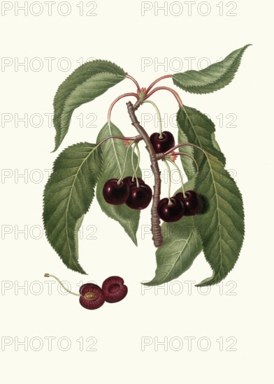 Cerasus duracina, botanically a group of sweet cherries, in particular so-called cartilage cherries, which are characterized by firm flesh, authentic, digitally restored reproduction from a 19th century original, exact date of presentation unknown, historical