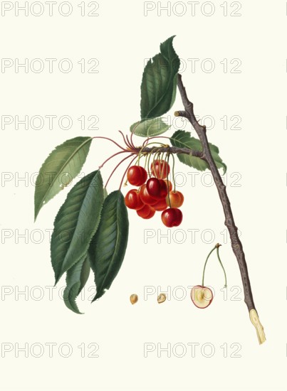 Ciliegio acquaiolo, water cherry, fruits that have a very high juice content, authentic, digitally restored reproduction from a 19th century original, exact date of presentation unknown, historical