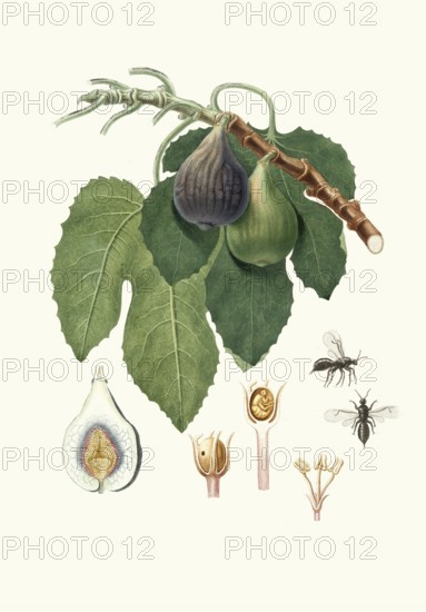Caprifico, goat fig or wild fig, the masculine form of true fig, ficus carica var. caprificus, authentic, digitally restored reproduction from a 19th century model, exact date of presentation unknown, historical