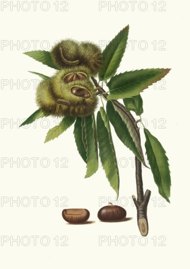 Sweet chestnut, Castanea sativa, also sweet chestnut and real chestnut, authentic, digitally restored reproduction from a 19th century model, exact date of presentation unknown, historical