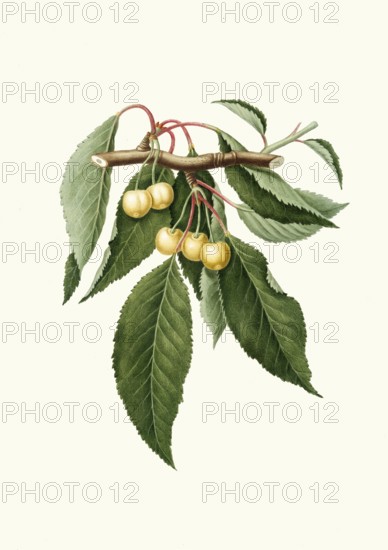 Yellow cherries, Cerasus duracina, authentic, digitally restored reproduction from a 19th century model, exact date of depiction unknown, historical