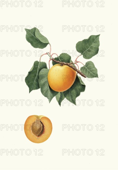 Historic variety of common apricot, Prunus armeniaca, known as Vulgaris Germanica or Albicocca di Germania, authentic, digitally restored reproduction from a 19th century model, exact date of presentation unknown, historical