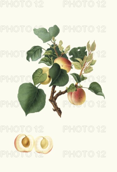 Alessandrina seconda or Albicocca Alessandrina bianca a Mandorla dolce is a historic apricot variety, authentic, digitally restored reproduction from a 19th century original, exact date of presentation unknown, historical