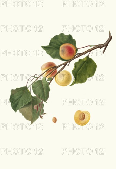 Armeniaca Alexandrina, also Albicocca Alessandrina a Mandorla Amara, is a historic apricot variety, authentic, digitally restored reproduction from a 19th century original, exact date of presentation unknown, historical