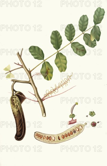 Carob tree, Ceratonia siliqua, also carub tree or carob tree, authentic, digitally restored reproduction from a 19th century model, exact date of depiction unknown, historical