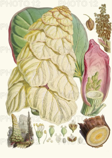 Rheum nobile, Sikkim rhubarb or noble shubarb, huge herbaceous plant from the cruciferous family and is found in the Himalayas, from northeast Afghanistan, east through northern Pakistan and India, Nepal, Bhutan and Tibet to Myanmar