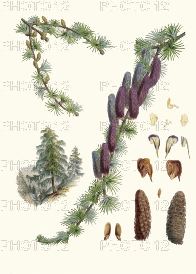 Larix griffithii, Sikkim larch, conifer from the larch genus found in the eastern Himalayas and in neighboring areas