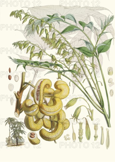 Decaisnea insignis, blue pepper, blue cucumber tree, native to the Himalayas