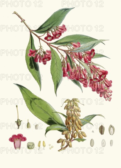 Buddleia colviley, botanical rarity among summer lilacs from the Himalayas