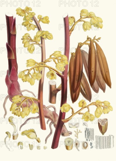 Cyrtosia Lindleyana, syn. Galeola lindleyana, leafless orchid species native to mountainous regions of Asia
