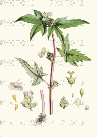 Begonia gemmipara, begonia species native to the humid tropical biomes of the eastern Himalayas as a tuber-forming geophyte