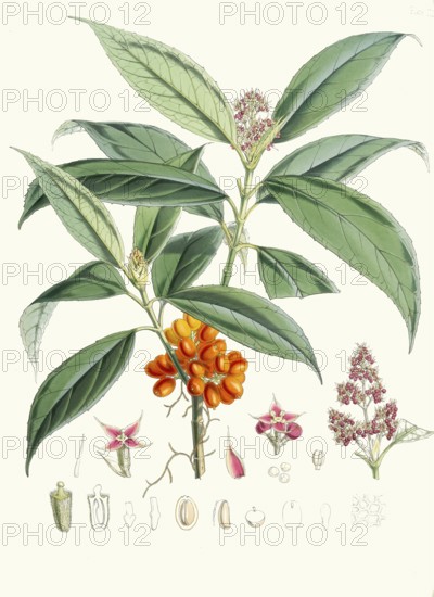 Aucuba himalaica, robust, evergreen shrub native to the humid forest areas of the Himalayas