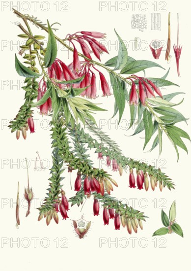 Vaccinium salignum, syn Agapetes saligna, epiphytic shrub from the heather family and Vaccinium serpens