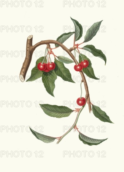 Ciliegio visciolino, sour cherry tree or generally sour cherry tree, Morelle, authentic, digitally restored reproduction from a 19th century original, exact date of depiction unknown, historical
