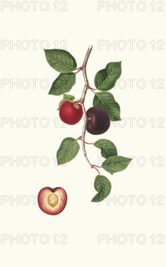 Prunus armeniaca, Armeniaca prunata, apricot, authentic, digitally restored reproduction from a 19th century model, exact date of depiction unknown, historical
