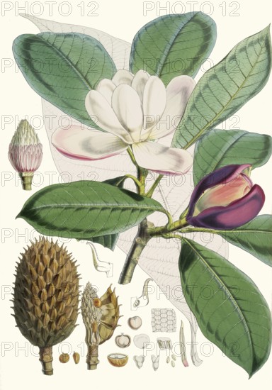 Magnolia hodgsonii, a species of magnolia native to the forests of the Himalayas and Southeast Asia and found in Bhutan, southwest China, Tibet, northeast India, northern Myanmar, Nepal, and Thailand