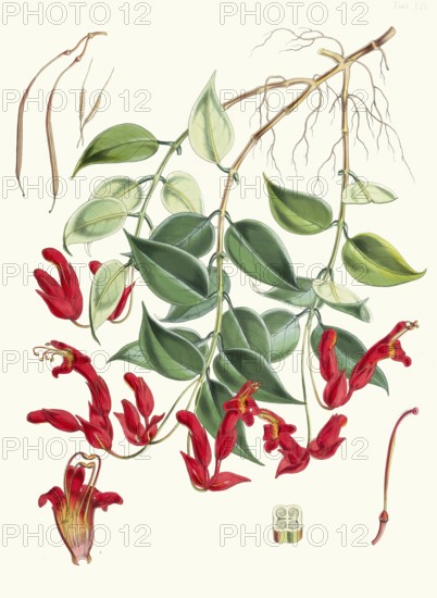 Aeschynanthus Peelii, species from the genus of pubic flowers, Aeschynanthus, which belongs to the Gesneria family, Gesneriaceae