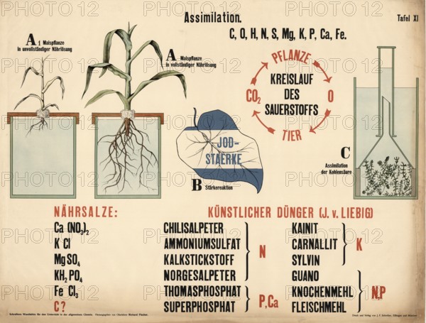 Historical teaching board illustrating the assimilation of plants, the oxygen cycle, nutritional salts and artificial fertilizers according to J. v. Liebig, authentic, digitally restored reproduction from a 19th century model, exact date of presentation unknown, historical