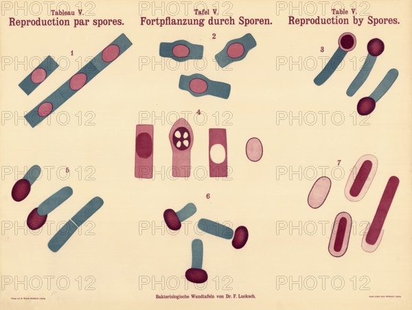 Reproduction by spores, various stages and types of spore formation, endospores, within bacterial cells, authentic, digitally restored reproduction from a 19th century original, exact date of presentation unknown, historical