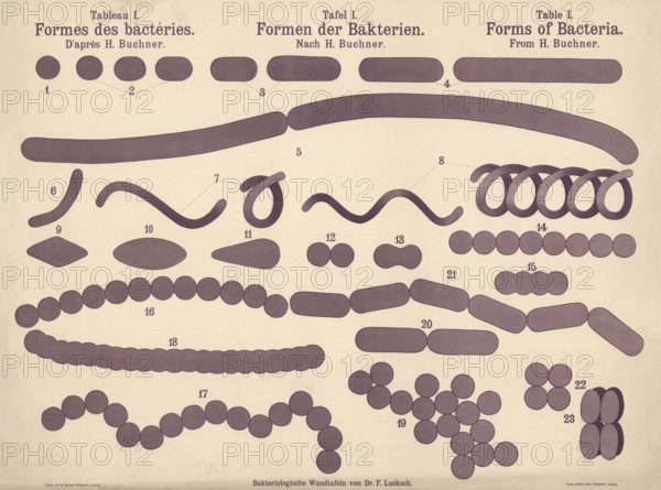 Various forms of bacteria, cocci and coccal forms, rod bacteria, spirills or vibrio-like, curved forms, streptococcal chains, staphylococcal clusters, authentic, digitally restored reproduction from a 19th century original, exact date of presentation unknown, historical