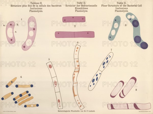 Bacteriological wall panel by Dr. F. Lucksch, which depicts various aspects of the bacterial cell structure, fine structure of the bacterial cell with its inclusions, process of plasmolysis in which the cytoplasm detaches from the cell wall, various morphologies such as rod shapes and their multiplication through cell division, authentic, digitally restored reproduction from a 19th century original, exact date of presentation unknown, historical