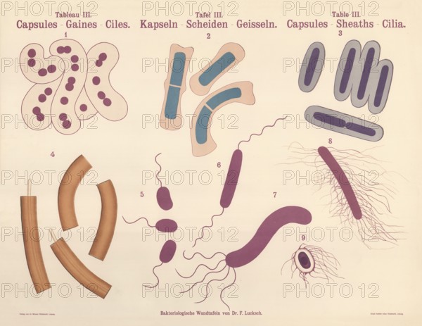 Illustrations depict various morphological features of bacteria that were important in the 19th and early 20th century, capsules, scabbards, flagella - Monotrich, Lophotrich, Peritrich, authentic, digitally restored reproduction from a 19th century original, exact date of presentation unknown, historical