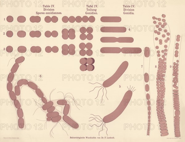 Illustrations show microscopic details of pathogenic bacteria and their multiplication processes, various forms of bacterial cell division and reproduction, authentic, digitally restored reproduction from a 19th century original, exact date of presentation unknown, historical