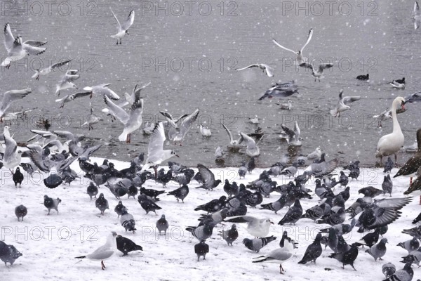 Pigeons and seagulls in winter during snowfall, Germany