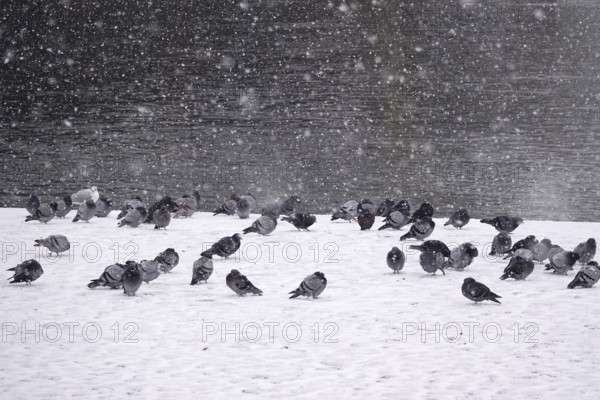 Pigeons in winter during snowfall, Germany
