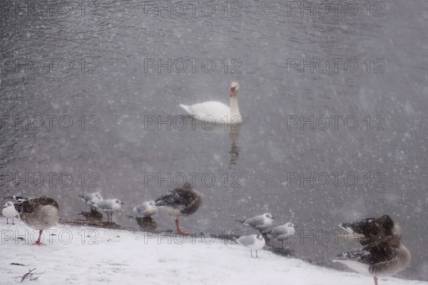 Swan in water, winter, Germany