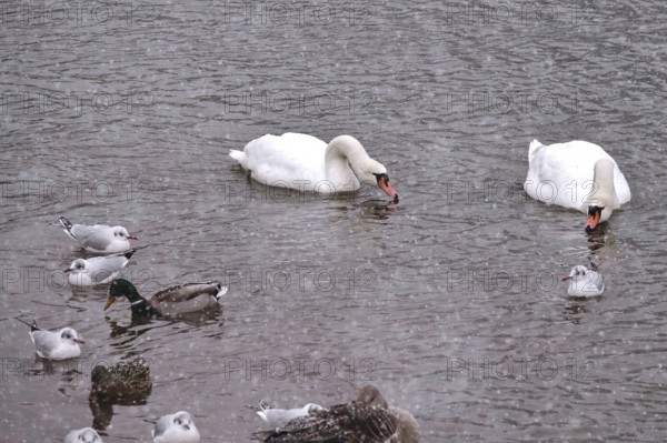 Swans in water, winter, Germany