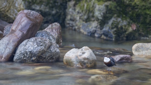 White-throated White-throated Dipper (Cinclus cinclus), sitting on a stone in a stream, Kundler Klamm, Kundl, Tyrol, Austria