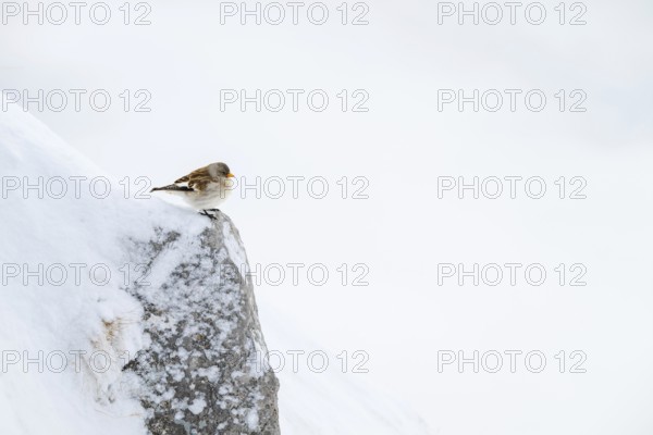 Snowfinch (Montifringilla nivalis) in winter, Hafelekar, Karwendel mountains, Tyrol, Austria