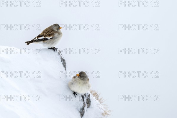 Snowfinches (Montifringilla nivalis) in winter, Hafelekar, Karwendel mountains, Tyrol, Austria