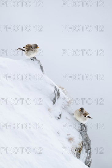 Snowfinches (Montifringilla nivalis) in winter, Hafelekar, Karwendel mountains, Tyrol, Austria
