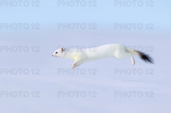 Ermine or large weasel (Mustela erminea), in winter fur, Eggen, Terfens, Tyrol, Austria