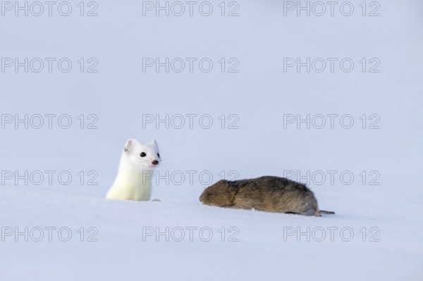Stoat or large weasel (Mustela erminea), in winter fur, with captured vole, Eggen, Terfens, Tyrol, Austria