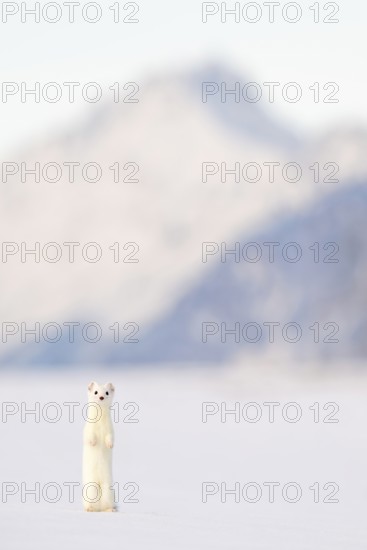 Ermine or large weasel (Mustela erminea), in winter fur, Eggen, Terfens, Tyrol, Austria