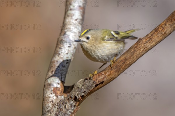 Goldcrest (Regulus regulus), Tiefenbach Gorge, Kramsach, Tyrol, Austria