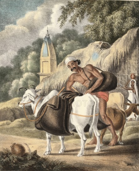 Water seller with water hoses on his way to market, India, authentic, digitally restored reproduction from a 19th century original, exact date of depiction unknown, historical, a man wraps cows in front of a temple in a rural setting