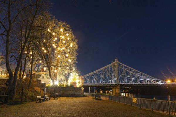 Atmospheric night view at the Blue Wonder Elbe Bridge, a large tree with Herrnhut stars glows in Schillergarten, Blasewitz, Dresden, Saxony, Germany