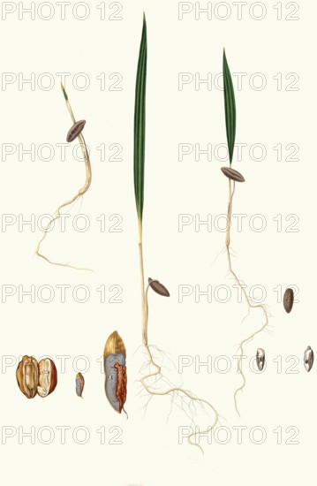 Germination of date seeds, date palm, Phoenix dactylifera, authentic, digitally restored reproduction from a 19th century original, exact date of presentation unknown, historical