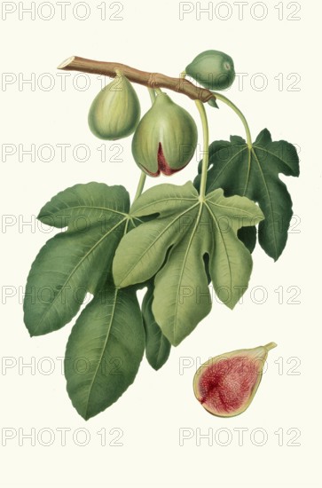 Fico verdone, Ficus carica, the variety is characterized by medium-sized fruits with a thin, light green skin. The flesh is reddish, very sweet and aromatic, authentic, digitally restored reproduction from a 19th century original, exact date of presentation unknown, historical